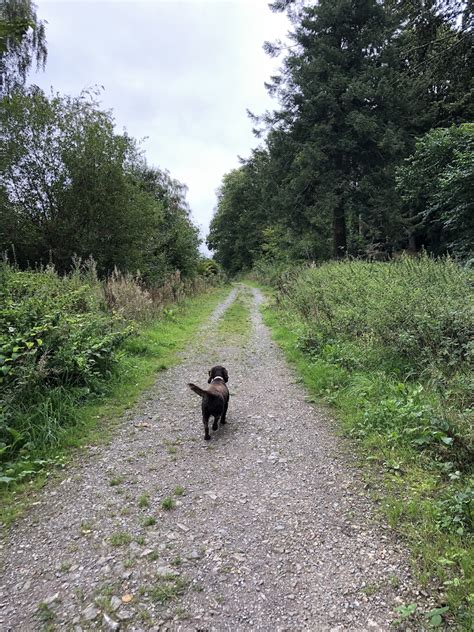 Stoke Woods Walk Exeter Little Devon