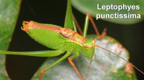 Leptophyes Punctatissima Punktierte Zartschrecke Speckled Bush