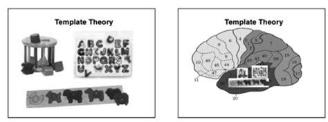 Psych 240 Week 4 Pattern Recognition Flashcards Quizlet