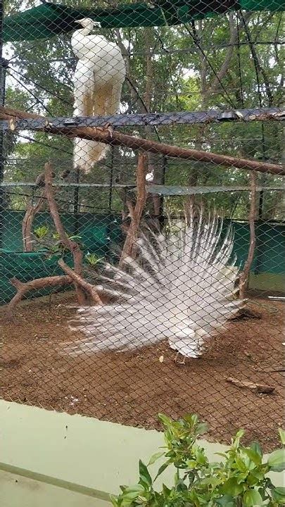 White Peacock Opening Feathersbeautiful White Peacock Unique Youtube