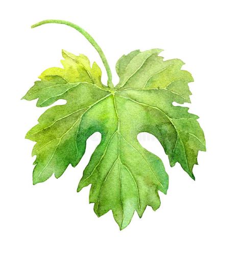 Photo About Grape Leaf Of Vine Watercolor Botanical Illustration