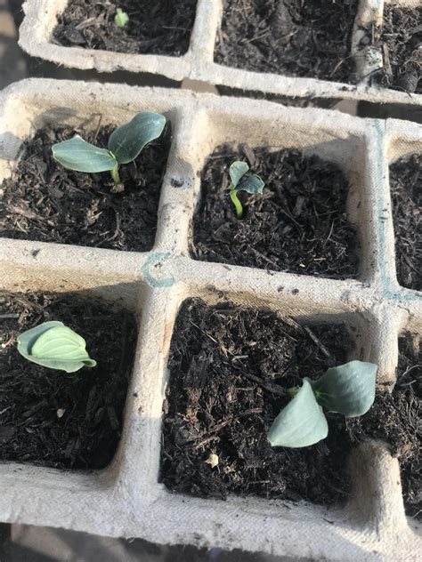 Why do my cucumber sprouts look like this? Their leaves are very thin