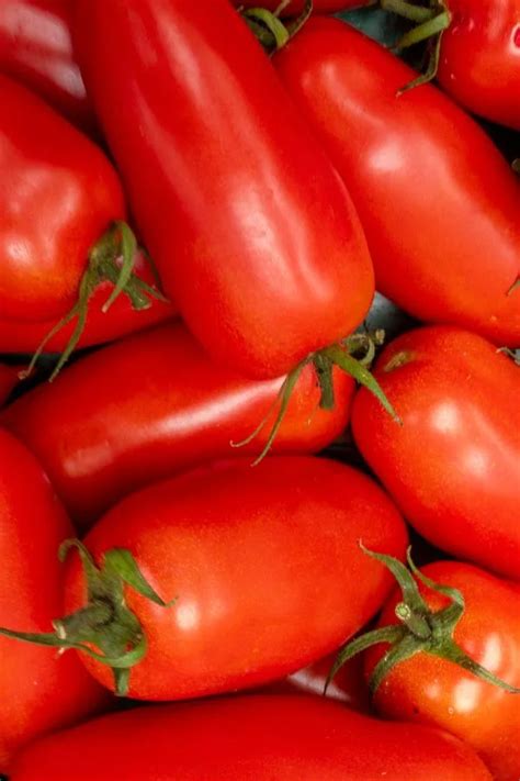 Growing San Marzano Tomatoes The Best Paste Tomato Around