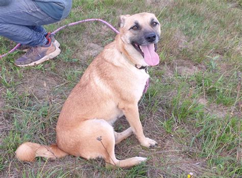 Ces Chiens Et Chats Attendent Au Refuge De Nargis D Couvrez Les