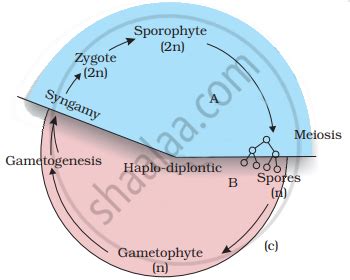 With the help of a schematic diagram describe the haplo-diplontic life ...