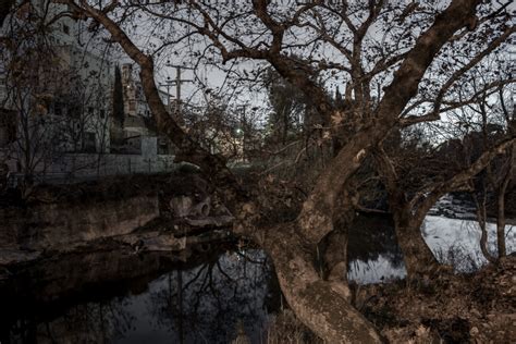 Albero Oscuro Afi Archivio Fotografico Italiano