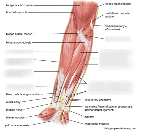 lower arm muscles Diagram | Quizlet