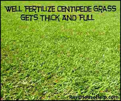 Fertilizer For Centipede Grass | The Garden