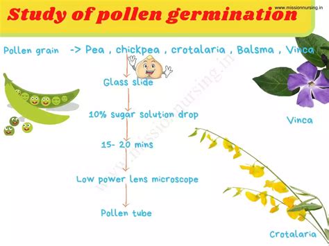 Reproduction in Plants- Angiosperm - Mission Nursing