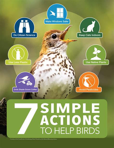 7 Simple Actions To Help Birds Reid Park Zoo