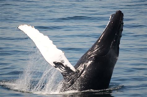 Boston Harbor Whale Watching Tours City Cruises