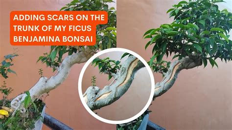 A Little Enhancement On My Ficus Benjamina Bonsai [w English Subtitles] Youtube