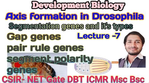 Axis Formation In Drosophila L 7 Types Of Segmentation Genes For CSIR