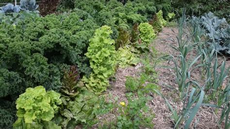 Le Potager du Paresseux les fruits et légumes en Août 2016