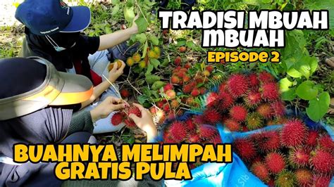 Ep 2 TRADISI MBUAH PANEN RAMBUTAN TERLEZAT BUAHNYA MELIMPAH