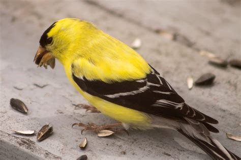 30 Birds that Whistle (A to Z List with Pictures) – Fauna Facts