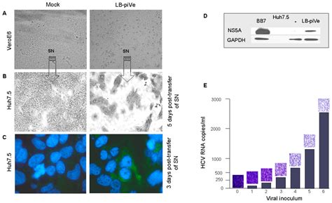 HCV Growth Can Be Measured By Observing Cytopathic Effects Light