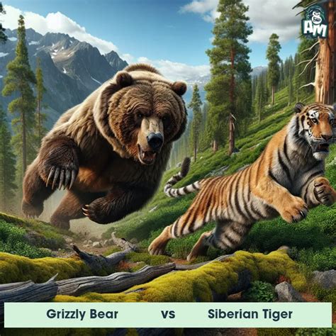 Grizzly Bear vs Siberian Tiger: See Who Wins | Animal Matchup