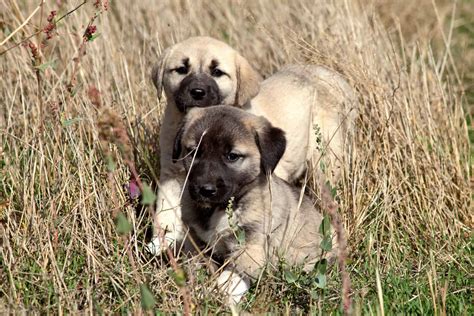 Kangal Shepherd Dog | Dog Breed Information, Pictures & Facts