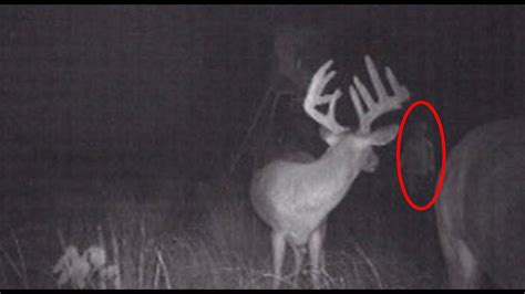 Trail Cam Captures What No One Was Supposed To See Part 2 Youtube