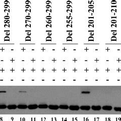 Mutagenesis Analysis Of Apoe A Diagram Of Apoe Deletion Mutations