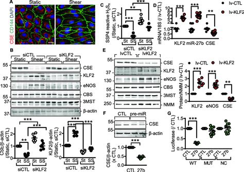 Relationship Between Blood Flow KLF2 MiR 27b And CSE Levels In Human