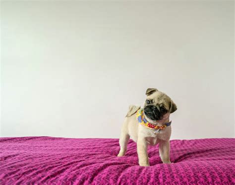 Do Pugs Shed: Understanding Pug Shedding and How to Manage