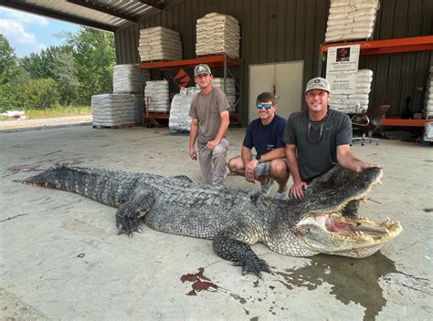 Gator Hunters Nab Record Breaking 800 Lb 14ft Long Alligator Ftw Article Ebaums World