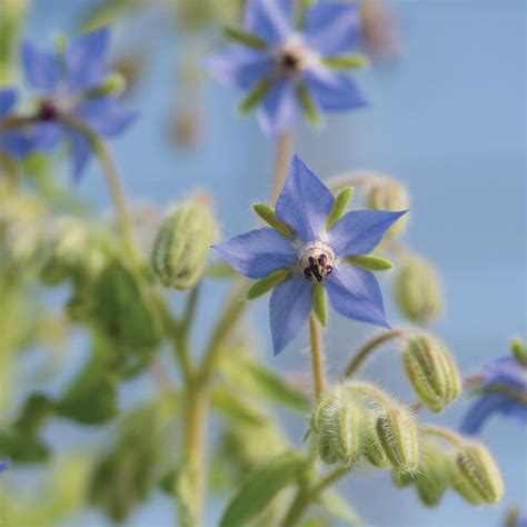 Borage Seeds - Aeseeds