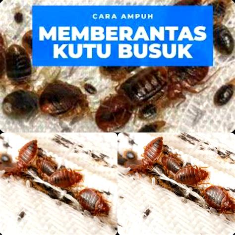 Dijamin Nyenyak Hal Ini Bisa Membasmi Kutu Busuk Kualitas Tidurmu