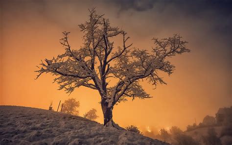 Wallpaper Sunlight Trees Landscape Sunset Nature Sky Snow