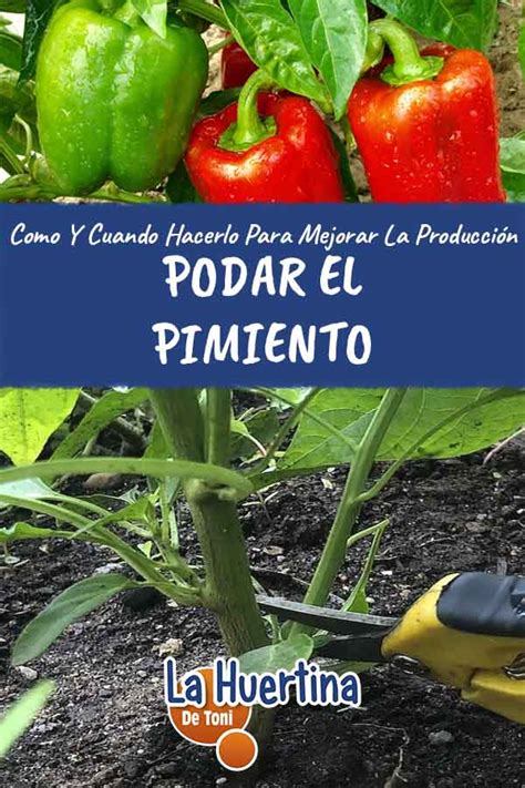 C Mo Hacer La Poda Del Pimiento Para Mejorar La Producci N