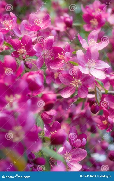 Wonderful flowers stock photo. Image of organic, nature - 14131658