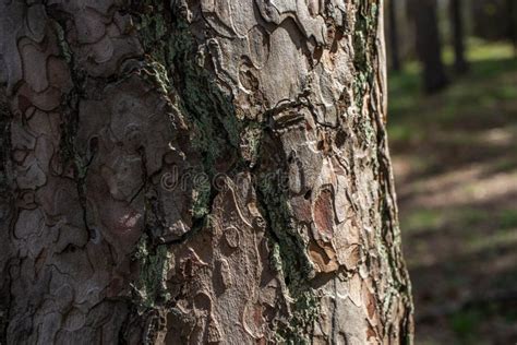 Fondo Albero Disegno Del Tronco Dell Albero Consistenza Goffrata