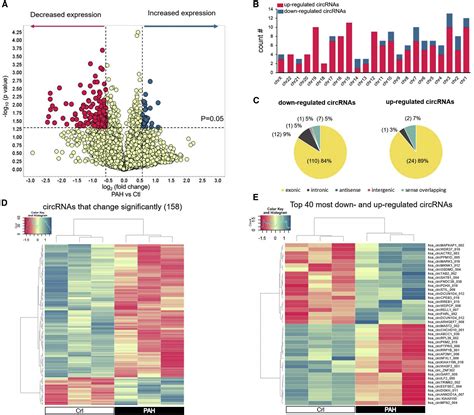 Hsacircnfxl1009 Modulates Apoptosis Proliferation Migration And