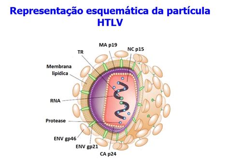 O Que é Htlv No Exame De Sangue