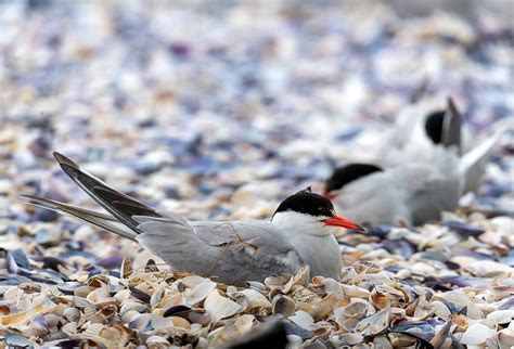 Manmade Common Tern breeding platform on Behance