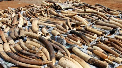 Vietnamese Authorities Seize 7 Tonnes Of Smuggled Ivory