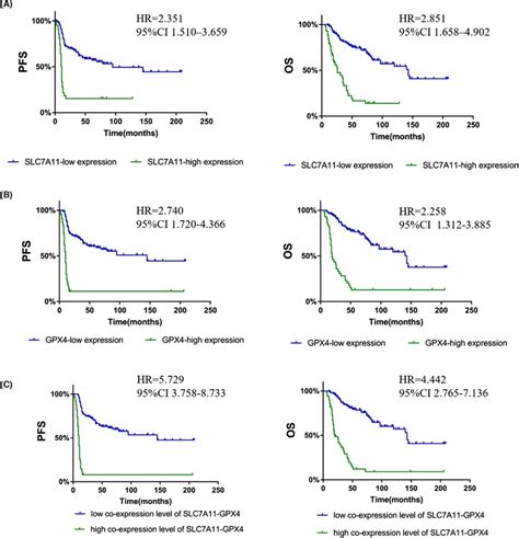 Analysis Of The Correlation Between Slc7a11 And Gpx4 Expression And