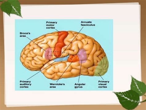 Brain lateralization