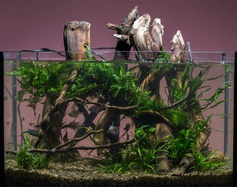 Blackwater Aquariums How To Setup A Biotope Tank