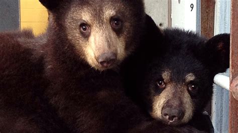 Calgary Zoo welcomes two new bear cubs | CTV News