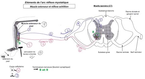 th3A ch1 Circuit réflexe myotatique U2 U3 Diagram Quizlet