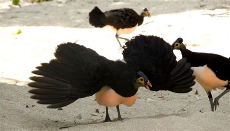 Jelajah Indonesia Burung Maleo Satwa Endemik Asal Sulawesi