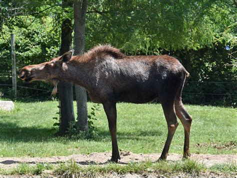 Alces Americanus Americanus North American Moose In Columbus Zoo And