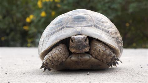 Turtle at home Stock Video Footage - 4K and HD Video Clips | Shutterstock