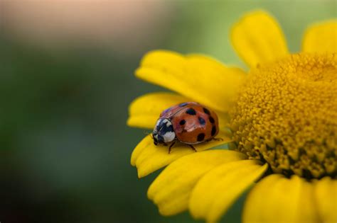 Ladybugs vs Asian Lady Beetles – Islasgarden