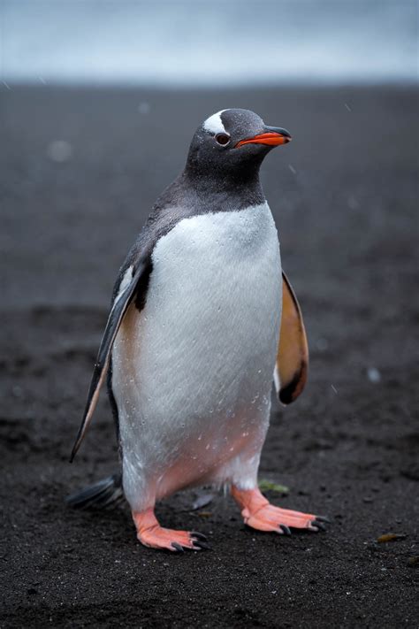 Wildlife - Antarctica