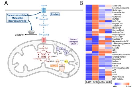 Pda Cell Lines Have Diverse Metabolic Phenotypes A Schematic