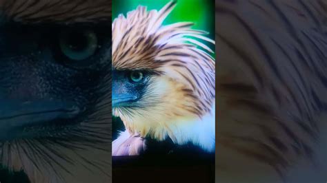 Download Philippine Eagle Close Up Triptych Wallpaper | Wallpapers.com